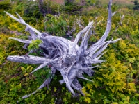 Parc national de la Gaspésie